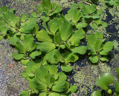 close up image of water lettuce