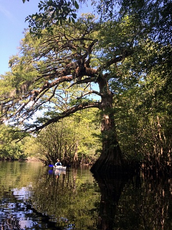 Black Scenic River