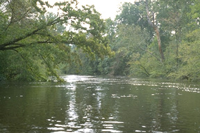 Lynches River