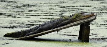 Alligator