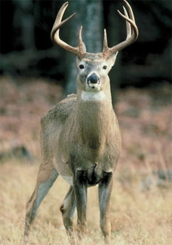 White-tail deer