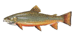 Brook Trout