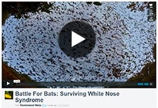 Video on White Battle for Bat Syndrome