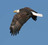 SCDNR - Wildlife - Bald Eagles