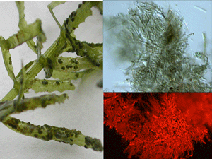 Cyanobacteria on hydrilla