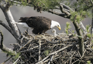 Adult Eagle with Chick in Nest