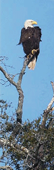 Adult Bald Eagle in Tree