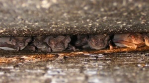 Brazilian free-tailed bats. Photo by Mary Bunch