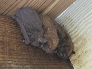 Brazilian free-tailed bat and Big Brown Bats. Photo by Jennifer Kindel