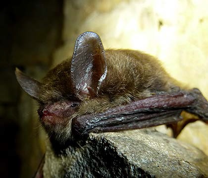 Northern Long-eared Bat