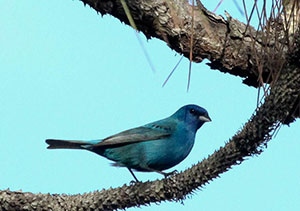 Indigo Bunting