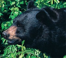 Black Bear (Ursus americanus)