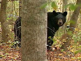 Photograph of Black Bear behind a tree