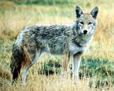 SCDNR - Wildlife - Coyotes Biology and Control Program