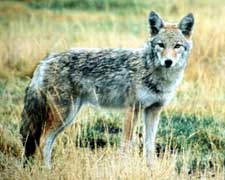 Coyote - Photograph courtesy of G. Dan Hutcheson, WildPhotons.com