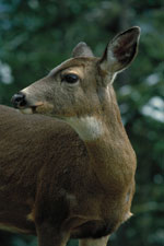 White Tailed Deer