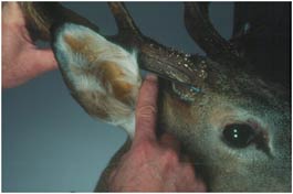 Antler scoring basics from SCDNR - Carolina Sportsman