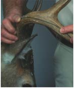 Antler scoring basics from SCDNR - Carolina Sportsman