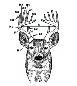 Antler scoring basics from SCDNR - Carolina Sportsman