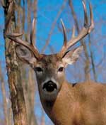 Male White-tailed deer with antlers