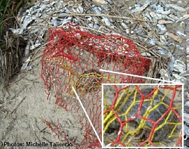 Crab traps buried at beach showing terrapin trapped inside