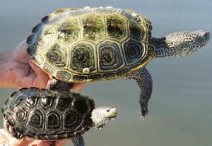 Comparison of female (top) and male (bottom) diamondback terrapins. Photo by Susanne Hauswaldt
