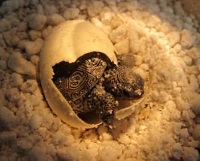 Terrapin hatchling