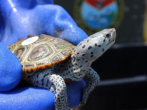 Researcher examining Terrapin - photo by Erin Weeks
