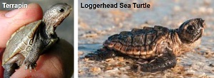 Comparison of diamondback terrapin (left) and Loggerhead Sea Turtle (right). Photos by the Turtle Jounal (left) and Ursula Dubrick (right)
