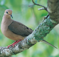Mourning Dove - Photography by Phillip Jones
