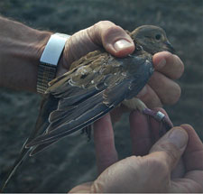 Banded juvenile mourning dove