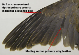 SCDNR - Wildlife Information