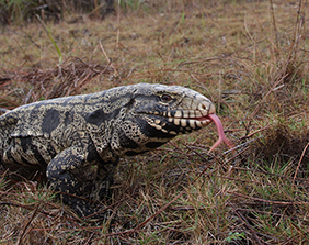 Argentine black and white adult tegu