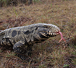 Tegu (link to additional information) Tegu (link to additional information)