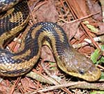 Snakes (link to additional information)