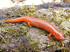 Salamander