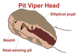 Pit Viper Head - showing the elliptical pupil