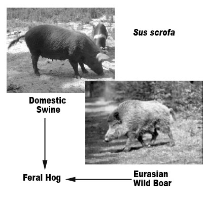 Feral Hog Species Origin