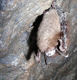 Bat with White Nose Syndrome