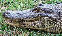 Alligator