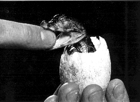 Baby Alligator hatching from egg shell 