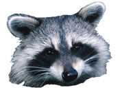 Raccoon