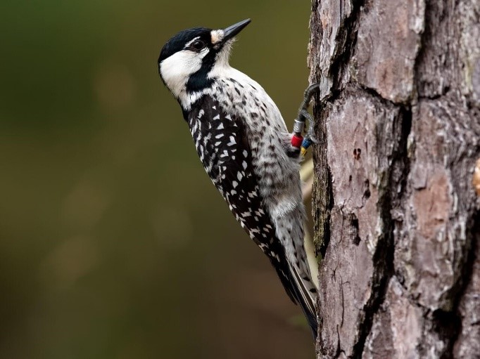 Red-cockaded Woodpeckers