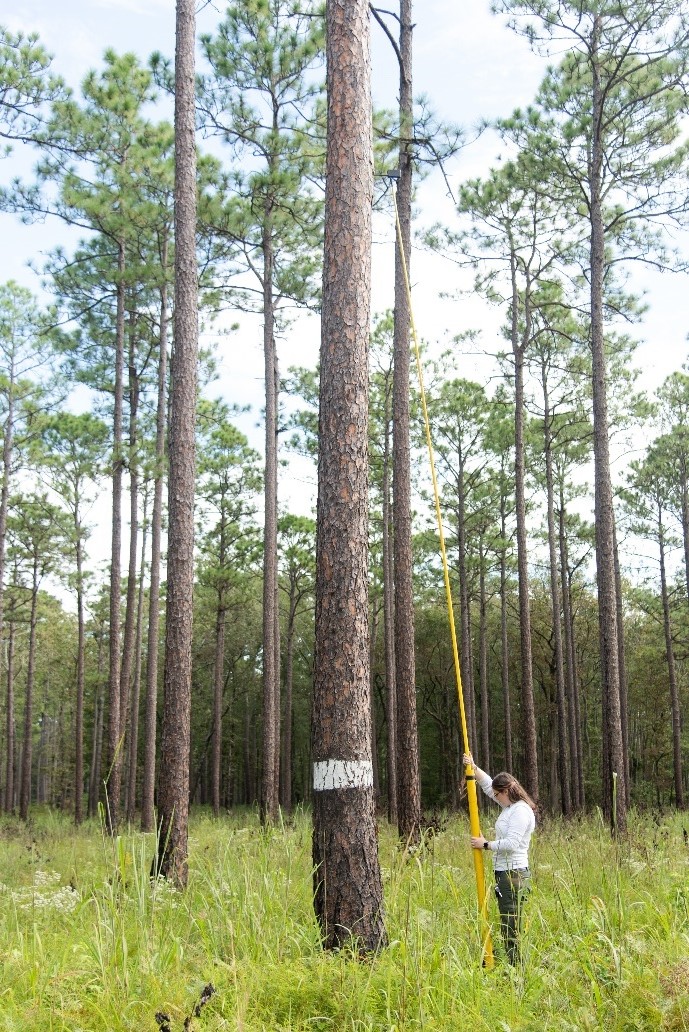 someone standing next to a tall skinny tree holding a pole