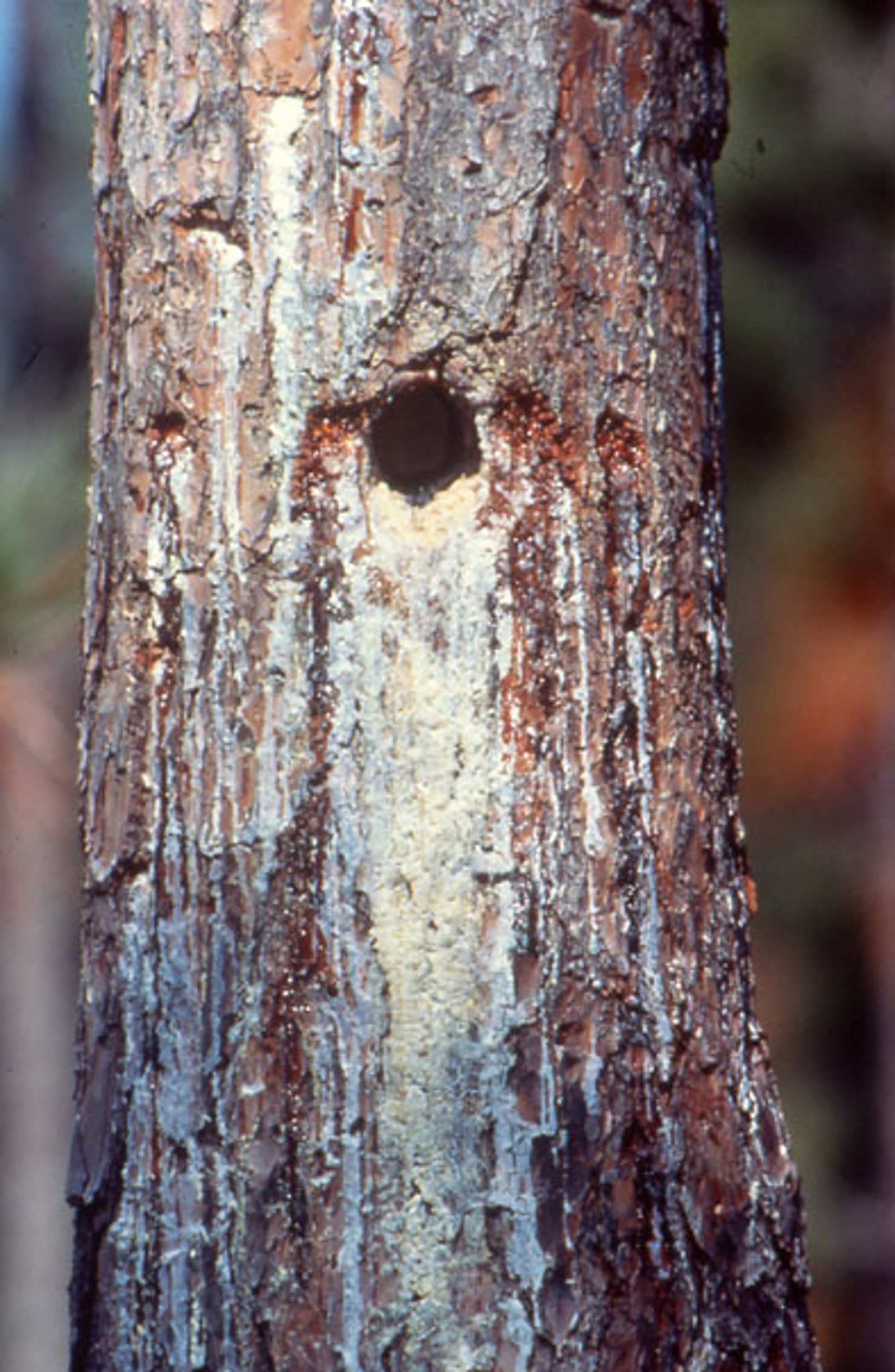 Scdnr wildlife red cockaded woodpeckers