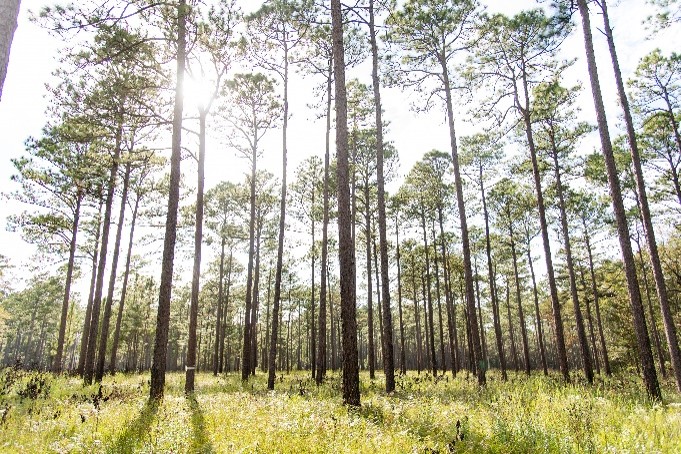 tall skinny trees on a sunny day