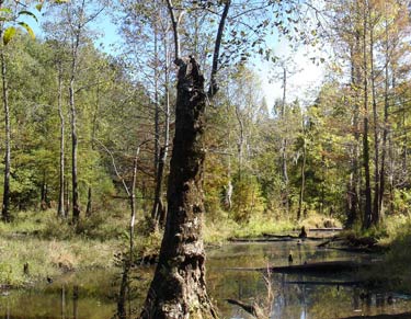 South Carolina Wetlands