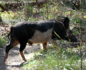 SCDNR - Wildlife Information