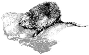 Drawing of muskrat