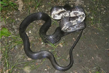 Black Rat Snake